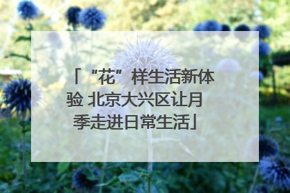 “花”样生活新体验 北京大兴区让月季走进日常生活