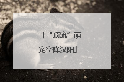 “顶流”萌宠空降汉阳