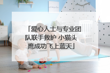 爱心人士与专业团队联手救护 小猫头鹰成功飞上蓝天
