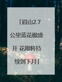 眉山2.7公里蓝花楹盛开 花期将持续到下月