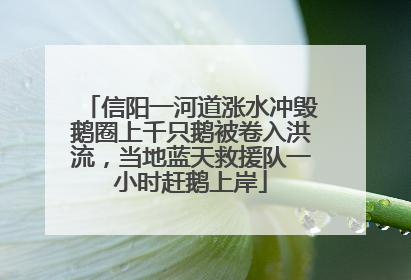 信阳一河道涨水冲毁鹅圈上千只鹅被卷入洪流，当地蓝天救援队一小时赶鹅上岸
