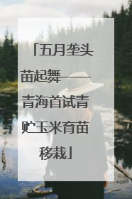 五月垄头苗起舞——青海首试青贮玉米育苗移栽