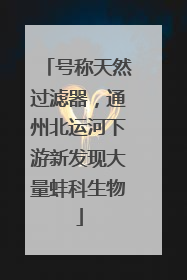 号称天然过滤器，通州北运河下游新发现大量蚌科生物