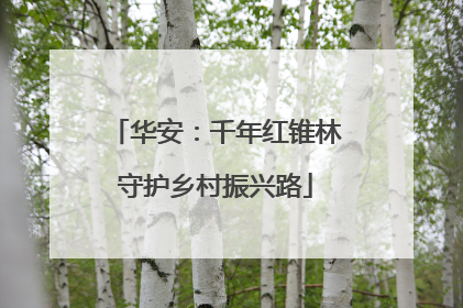 华安：千年红锥林守护乡村振兴路