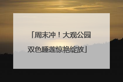 周末冲！大观公园双色睡莲惊艳绽放