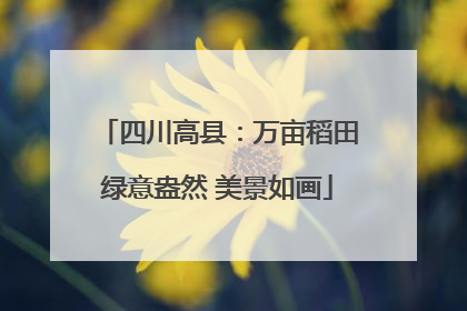四川高县：万亩稻田绿意盎然 美景如画