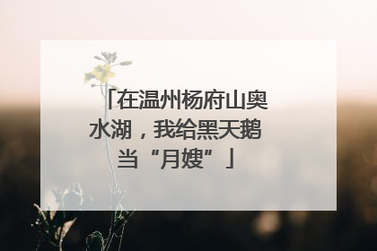 在温州杨府山奥水湖，我给黑天鹅当“月嫂”