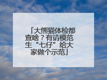 大熊猫体检都查啥？有请模范生“七仔”给大家做个示范