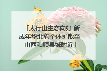 太行山生态向好 新成年华北豹个体扩散至山西和顺县城附近