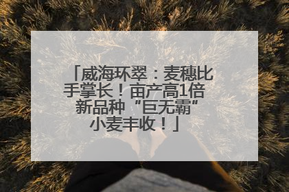 威海环翠：麦穗比手掌长！亩产高1倍 新品种“巨无霸”小麦丰收！