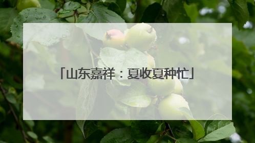 山东嘉祥：夏收夏种忙