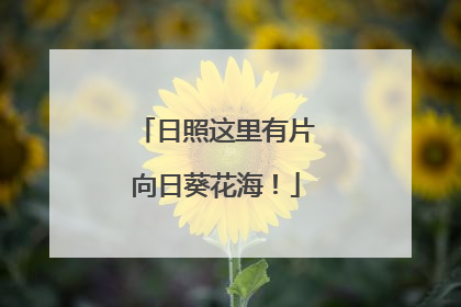 日照这里有片向日葵花海！
