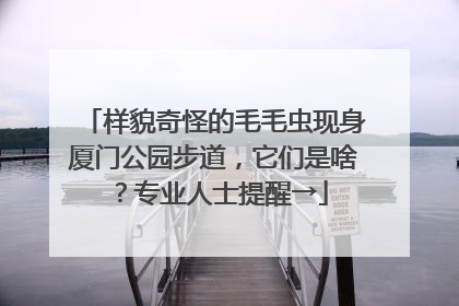 样貌奇怪的毛毛虫现身厦门公园步道，它们是啥？专业人士提醒→