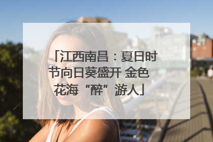 江西南昌：夏日时节向日葵盛开 金色花海“醉”游人