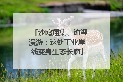 沙鸥翔集、锦鲤漫游：这处工业岸线变身生态长廊