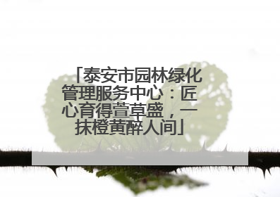 泰安市园林绿化管理服务中心：匠心育得萱草盛，一抹橙黄醉人间