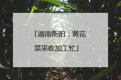 湖南衡阳：黄花菜采收加工忙
