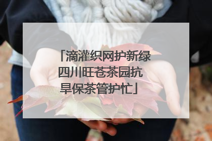滴灌织网护新绿 四川旺苍茶园抗旱保茶管护忙