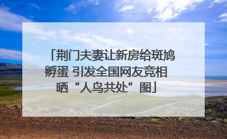 荆门夫妻让新房给斑鸠孵蛋 引发全国网友竞相晒“人鸟共处”图