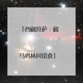 西藏拉萨：藏马鸡林间觅食