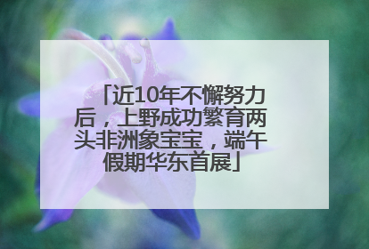 近10年不懈努力后，上野成功繁育两头非洲象宝宝，端午假期华东首展