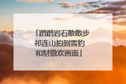 蹭蹭岩石散散步 祁连山拍到雪豹和豺撒欢画面