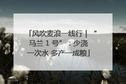 风吹麦浪一线行｜“马兰 1 号”：少浇一次水 多产一成粮