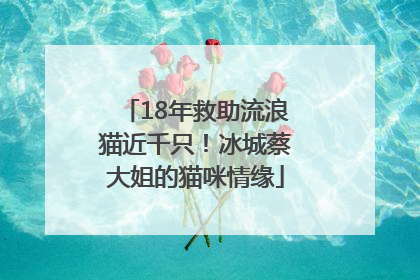 18年救助流浪猫近千只！冰城蔡大姐的猫咪情缘