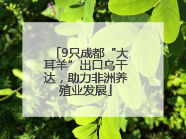 9只成都“大耳羊”出口乌干达，助力非洲养殖业发展